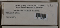 Erionema aureum image